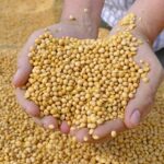 Supply of 75 Tons of Soybean Meal