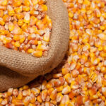 Supply of 50 Tons of Yellow Corn Grains